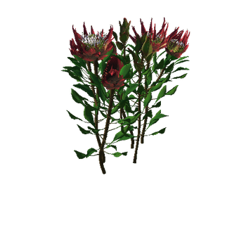 Flower Protea King2